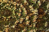 Rose of Jericho