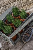 Small cart and young rosemary, Provence, France