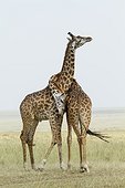 Masai giraffe (Giraffa cameleopardalis tippelskirchi), males fighting, Masai-Mara National Reserve, Kenya