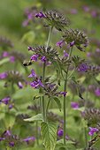 Wild Basil (Clinopodium vulgare). Allindelille Fredskov, Denmark in August