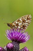 Small Pearl-bordered Fritillary (Clossiana selene). Ravnsholte skov, Denmark in June