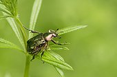 Noble chafer (Gnorimus nobilis). Allindelille Fredskov, Denmark in June