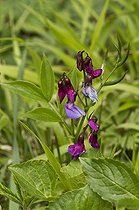 Spring Pea (Lathyrus vernus) flower. Allindelille Fredskov, Denmark in May