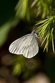 Wood White (Leptidea sinapis) resting. Bäckebo; Sweden in June