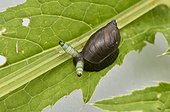 Green-banded broodsac (Leucochloridium paradoxum) infecting Amber snail. Kværkeby mose, Denmark in July