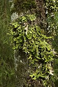 Lung Lichen, Tree lungwort (Lobaria pulmonaria). Småland Sweden in August