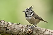 Crested Tit (Lophophanes cristatus). Tuvesjön, Hornsborg, Småland. Sweden in August
