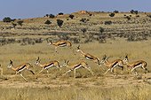 Springbocks Herd ( Antidorcas marsupialis ) , Kgalagadi National Park - Kalahari - South Africa