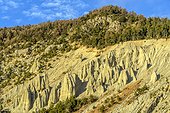 The Demoiselles of Merdane , Region of Guillestre, Queyras , Hautes-Alpes , France