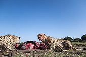 Kenya, Masai-Mara game reserve, cheetah (Acinonyx jubatus), eating near the Mara river