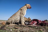 Kenya, Masai-Mara game reserve, cheetah (Acinonyx jubatus), eating near the Mara river