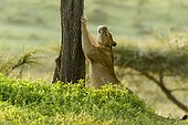 Tanzanie, Ngorongoro national park, Lion (Panthera leo), female