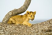 Kenya, Masai-Mara game reserve, Lion (Panthera leo), cub