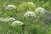 Giant hogweed (Heracleum mantegazzianum) flowers