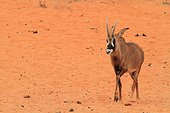 Roan antelope (Hippotragus equinus) walking on sand