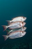 Shoal of Crescent-tail Bigeye (Priacanthus hamrur), Dampier Strait, Birds Head Peninsula, Raja Ampat, West Papua, Indonesia