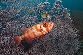 Crescent-tail Bigeye (Priacanthus hamrur), Dampier Strait, Birds Head Peninsula, Raja Ampat, West Papua, Indonesia