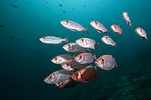Shoal of Crescent-tail Bigeye (Priacanthus hamrur), Dampier Strait, Birds Head Peninsula, Raja Ampat, West Papua, Indonesia