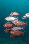 Shoal of Crescent-tail Bigeye (Priacanthus hamrur), Dampier Strait, Birds Head Peninsula, Raja Ampat, West Papua, Indonesia