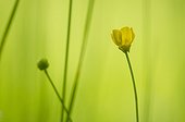 Bulbous Buttercup (Ranunculus bulbosus) flower - Bourgogne - France