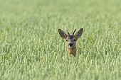 Western Roe Deer (Capreolus capreolus) in Corn Field, Roebuck, Hesse, Germany, Europe