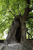 Littleleaf linden (Tilia cordata) planted in the thirteenth century to the cathedral in Saint-Die -des- Vosges, France