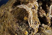 Fire worm, Hermodice carunculata, Santa Maria Island, Azores, Portugal, Atlantic Ocean