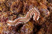 Fire worm, Hermodice carunculata, Santa Maria Island, Azores, Portugal, Atlantic Ocean