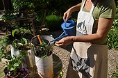 Planting of aromatic plants in a recovered tin can