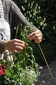 Putting props for plants in a pot