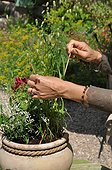 Putting props for plants in a pot