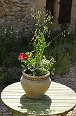 Putting props for plants in a pot