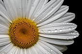 Oxeye Daisy (Leucanthemum Vulgare) (Chrysantemum leucanthemum) after a rainy day. Vall de Bo. Alta Ribagorca. Pyrenees. Lleida. Spain.