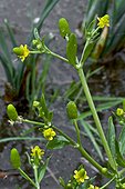 Blooming Cursed buttercup (Ranunculus sceleratus) with fruits. Toxic plant. Estany d'Ivars. Pla d'Urgell. Lleida. Catalonia. Spain.