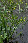 Blooming Cursed buttercup (Ranunculus sceleratus) with fruits. Toxic plant. Estany d'Ivars. Pla d'Urgell. Lleida. Catalonia. Spain.