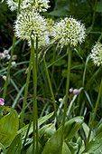 Ail de la Sainte-victoire (Allium victorialis L.) en fleurs. Espèce des mégaphorbiaies des montagnes. Vall d'Aran. Lleida. Pyrénées. Catalogne. Espagne.