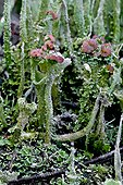 Cup Lichen (Cladonia sp) on a trunk in the soil of the forest. El Collell. Garrotxa. Girona. Pyrenees. Catalonia. Spain.