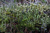 Cup Lichen (Cladonia sp) on a trunk in the soil of the forest. El Collell. Garrotxa. Girona. Pyrenees. Catalonia. Spain.