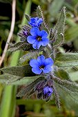 Blooming dyer's alkanet (Alkanna tinctoria Tausch). Its red roots used to be a dyer. Balaguer. Noguera. Lleida. Catalonia. Spain.