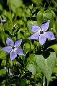Blooming Intermediate Periwinkle (Vinca difformis). Used as a decorative plant. Beuda. Garrotxa. Girona. Pyrennes. Catalonia. Spain.
