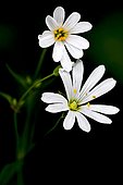 Addersmeat (Stellaria holostea L.). Detail of the flowers. Batet. Garrotxa. Girona. Pyrenees. Catalunya. Spain.