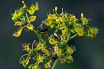 Fringed rue (Ruta chalepensis) in bloom. Used as medicinal plant. Poisonous plant. Also used as a magical plant (trditional culture). Balaguer. Noguera. Lleida. Catalunya. Spain.