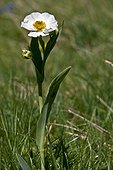 Blooming Pyrenean buttercup (Ranunculus amplexicaulis L.). Pyrenees. Huesca province. Aragon. Spain.