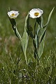 Blooming Pyrenean buttercups (Ranunculus amplexicaulis L.). Pyrenees. Huesca province. Aragon. Spain.