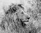 Son of Nodge the lion, Masai Mara, Kenya