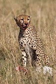 Cheetah (Acinonyx jubatus) female eating, Lockout , Masai Mara, Kenya
