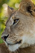 Portrait of Lioness (Panthera leo) , Masai Mara , Kenya