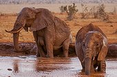 African Elephant (Loxodonta africana) bathing, Tsavo East National Park, Kenya