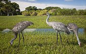 Florida sandhill crane (Grus canadensis pratensis) Venice rookery, Florida, USA.
