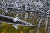Snowy Egret (Egretta thula) Everglades National Park, Florida, USA.